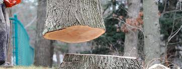 Best Tree and Shrub Care  in North Highlands, CA