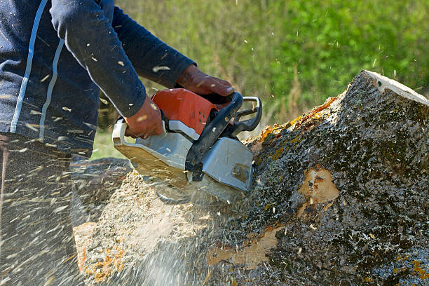 Best Commercial Tree Services  in North Highlands, CA